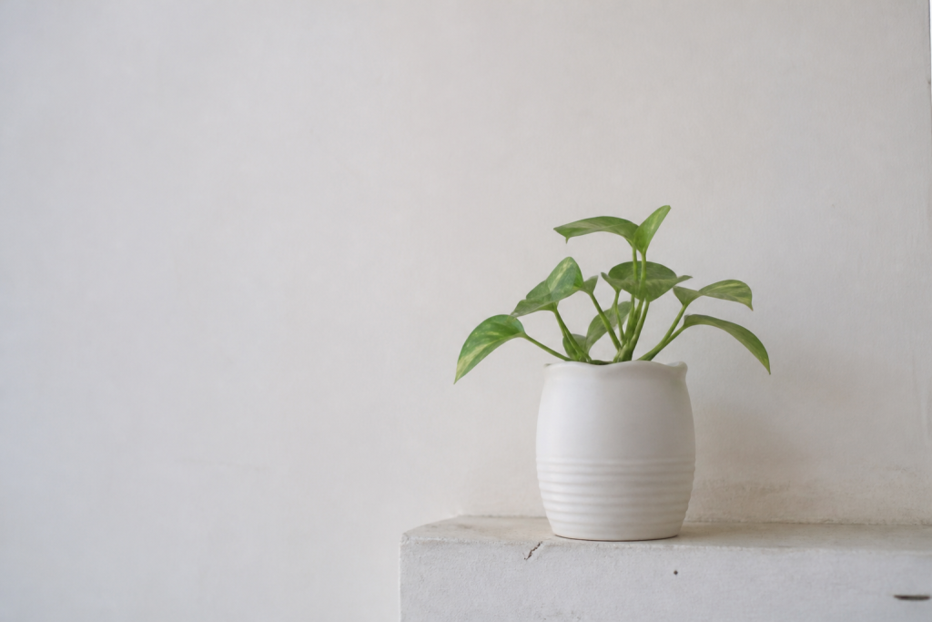 Vase blanc et plante verte sur un mur clair